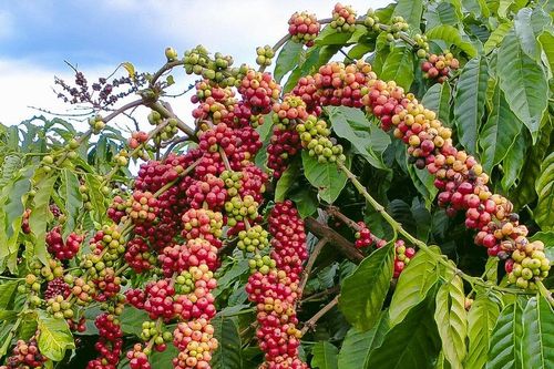 Giá cà phê hôm nay 16/7/2026: Tây Nguyên bật tăng 1.200 đồng/kg, robusta vượt 3.900 USD/tấn