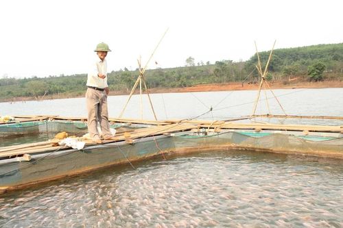 20 hộ dân xã Kon Gang được tập huấn nuôi cá điêu hồng trong lồng bè