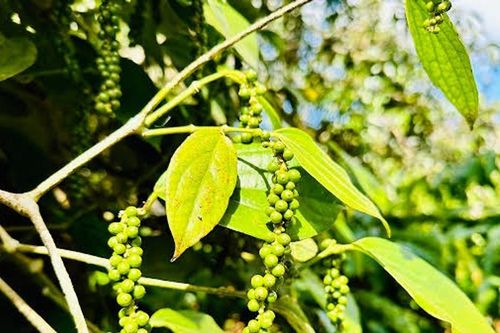 Giá tiêu hôm nay 16/7/2026: Ba địa phương tăng 500 đồng/kg, xuất khẩu 6 tháng đạt 950 triệu USD