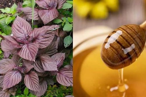 Làm đẹp bằng lá tía tô không phải ai cũng biết