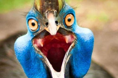 Cận cảnh 'Ác Điểu' nguy hiểm nhất hành tinh: Sút gãy xương bò, đoạt mạng người trong chớp mắt