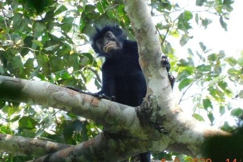 Phát hiện loài khỉ mới có môi màu cam hồng rực rỡ, ẩn sâu giữa lõi rừng Congo