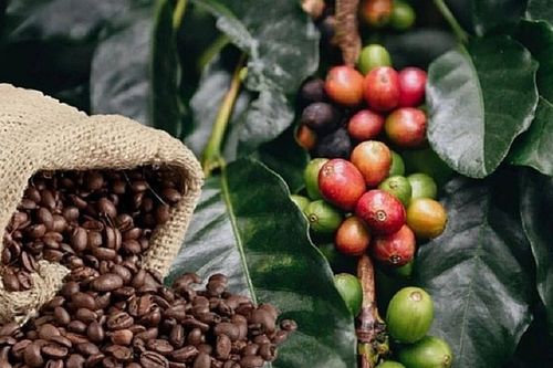 THỊ TRƯỜNG HÀNG HÓA: Cà phê trải qua đợt biến động giá mạnh