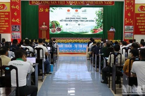 Tìm giải pháp phát triển bền vững ngành hàng hồ tiêu Lâm Đồng