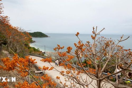 Đến Cù Lao Chàm ngắm sắc đỏ cam rực rỡ của hoa ngô đồng