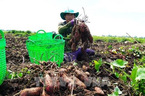 An Giang tìm lối thoát vòng luẩn quẩn 'được mùa mất giá'