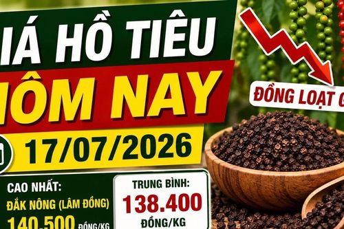 Giá hồ tiêu hôm nay 17/7: Đồng loạt giảm tới 1.000 đồng/kg