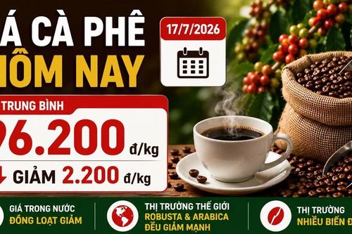 Giá cà phê hôm nay 17/7: Trong nước giảm mạnh, Robusta và Arabica cùng lao dốc