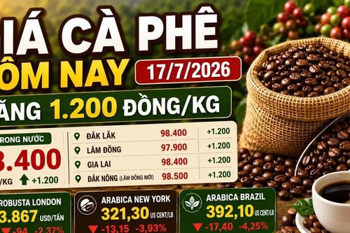 Giá cà phê hôm nay 17/7: Tăng thêm 1.200 đồng/kg