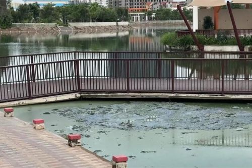 Ô nhiễm mặt hồ công viên Ngọc Thụy