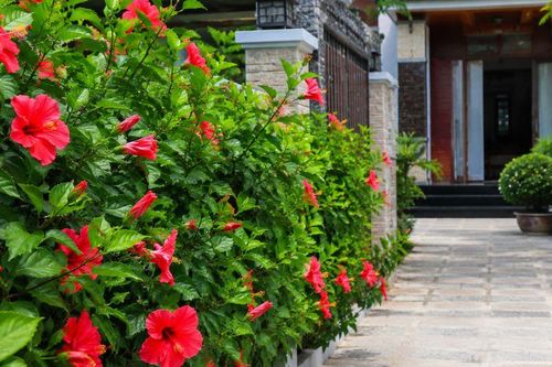 Có nên trồng hoa dâm bụt trước cửa nhà?