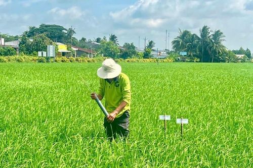 Cần Thơ thúc đẩy canh tác lúa thông minh, hướng đến giảm phát thải