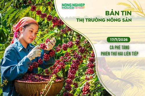 Thị trường nông sản 17/7/2026: Cà phê tăng phiên thứ hai liên tiếp