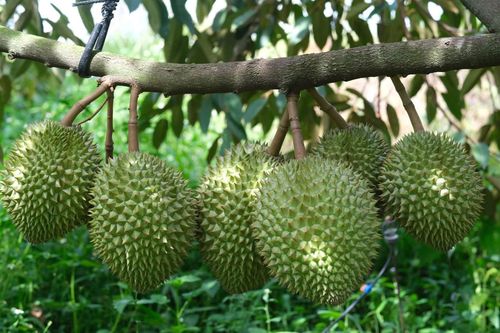 Vì sao cùng một loại nông sản nhưng giá bán chênh nhau cả chục lần?