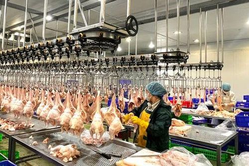 Hà Nội quyết liệt xóa bỏ giết mổ nhỏ lẻ, xây dựng mạng lưới giết mổ tập trung
