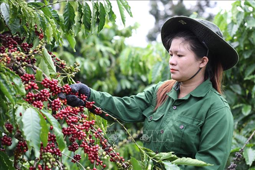 Bản tin nông sản hôm nay (18-7): Giá cà phê quay đầu giảm