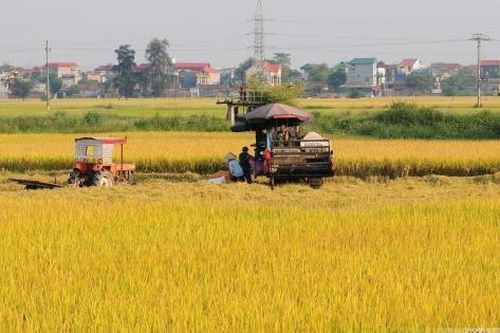 Cuộc 'cách mạng xanh' trên cánh đồng