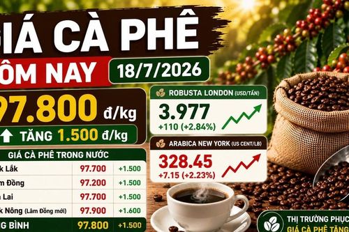 Giá cà phê hôm nay 18/7: Tăng trở lại lên 97.800 đồng/kg