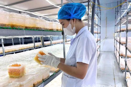 Đổi mới để vươn xa cùng OCOP