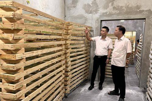 Liên minh HTX tỉnh khảo sát mô hình phát triển trồng dâu nuôi tằm tại xã Bảo Lạc và Cô Ba