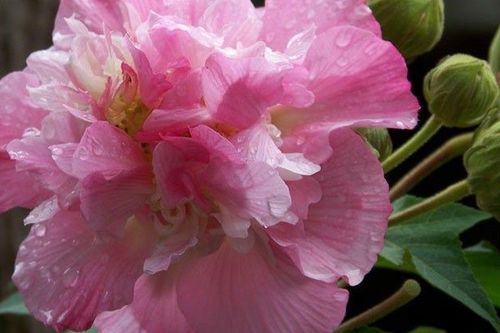Có nên trồng cây phù dung trước nhà?