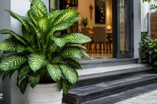 Có nên trồng cây Vạn Niên Thanh trước nhà?