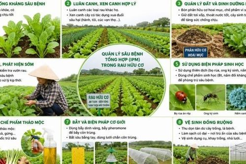 Một số biện pháp quản lý sâu bệnh tổng hợp trong sản xuất rau hữu cơ