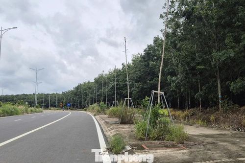 Cận cảnh hàng loạt cây chết khô, cỏ dại um tùm trên đường mới gần 5.300 tỷ đồng