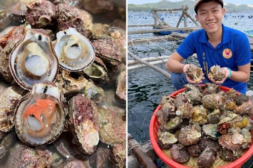 Sản vật có từ Nam ra Bắc, giá vài chục nghìn/kg, ăn ngọt ngon không kém tôm cua