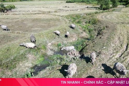 Vì sao nông dân Hà Tĩnh không còn mặn mà với chăn nuôi đại gia súc?