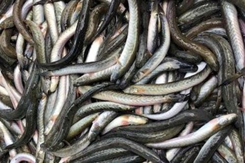 Loại cá giàu dưỡng chất có lợi cho sức khỏe nhưng tên khá lạ