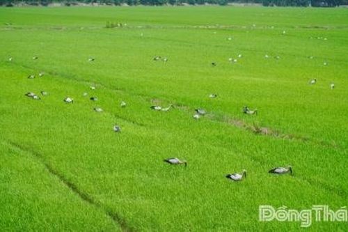 Đồng Tháp: Đàn cò ốc quý hiếm về săn mồi tại cánh đồng lúa ở xã Hưng Thạnh