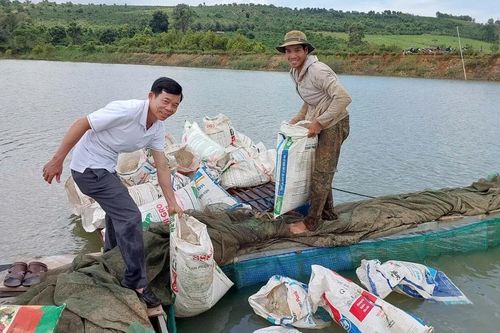 Hỗ trợ 30 nghìn con cá giống cho 20 hộ dân làng Đak Mong