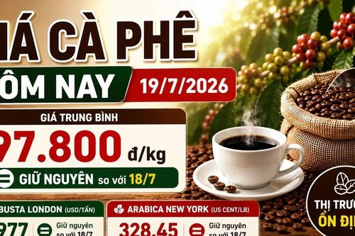 Giá cà phê hôm nay 19/7 đi ngang, thị trường chờ tín hiệu mới