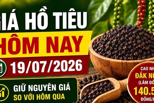 Giá hồ tiêu hôm nay 19/7: Thị trường tiếp tục đi ngang