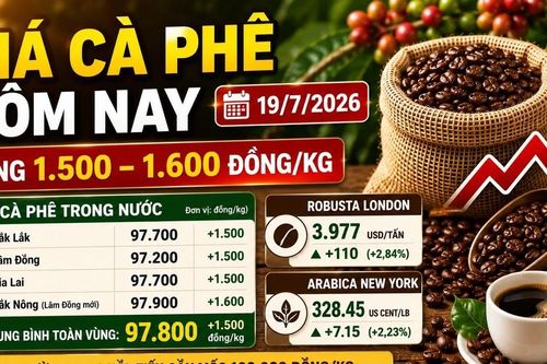 Giá cà phê hôm nay 19/7: Phục hồi, tiến gần 100.000 đồng/kg