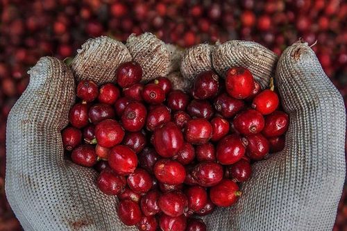 Giá cà phê hôm nay 19/7/2026: Chưa trở lại 100.000 đ/kg sau 1 tuần giao dịch