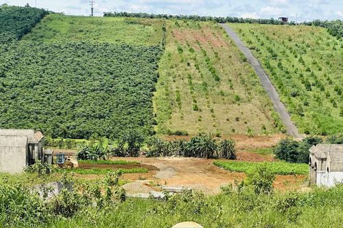 Lâm Đồng thúc đẩy ESG: Chìa khóa vàng nâng tầm cạnh tranh cho ngành cà phê