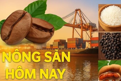Giá nông sản hôm nay 20/7/2026: Giá cà phê trong nước phục hồi nhanh; EU gia hạn áp dụng chứng nhận khai thác cho thủy sản Mỹ