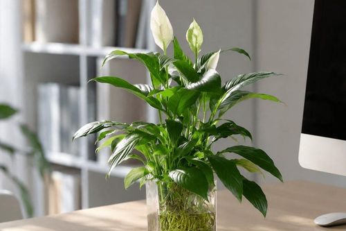 Cách trồng cây lan ý thủy sinh đơn giản, xanh tốt quanh năm