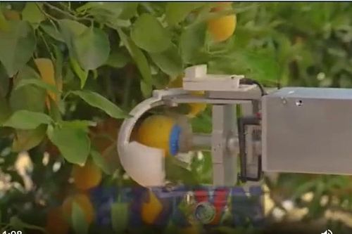 Israel phát triển robot AI thu hoạch hoa quả