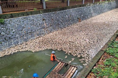 300kg cá chết nổi trắng sông, bốc mùi hôi nồng nặc khiến người dân hoảng hốt