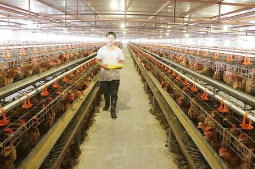 Hà Nội: Ủy quyền Sở Nông nghiệp và Môi trường giải quyết 22 thủ tục lĩnh vực chăn nuôi, thủy sản và thú y