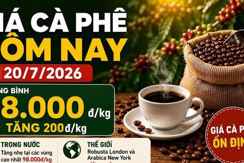 Giá cà phê hôm nay 20/7: Trong nước tăng, thế giới đứng giá