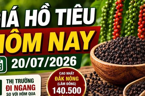 Giá tiêu hôm nay 20/7: Trong nước và thế giới đứng yên