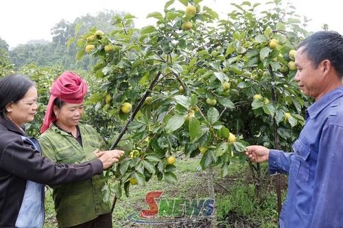Phiêng Cằm khai thác tiềm năng phát triển kinh tế