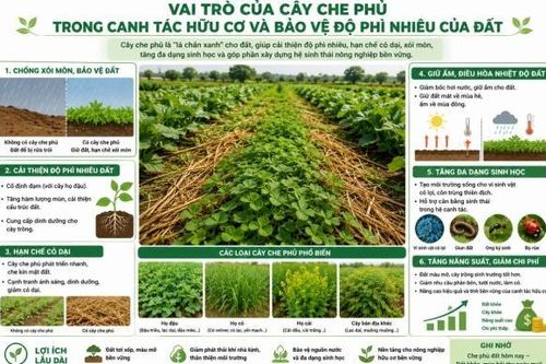 Vai trò của cây che phủ trong canh tác hữu cơ và bảo vệ độ phì nhiêu của đất