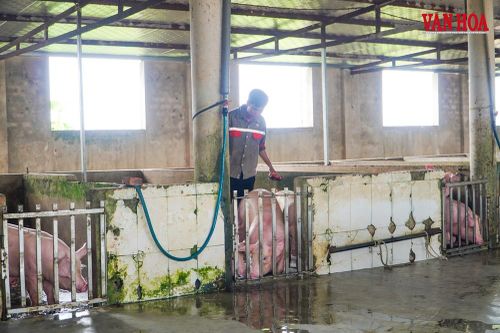 Vụ 37 lao động 6 tháng không lương:27 cơ sở giết mổ ở Hà Tĩnh không đủ điều kiện an toàn thực phẩm