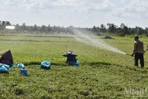 Đồng Tháp khắc phục vườn rau, cây trái sau thiệt hại bất thường