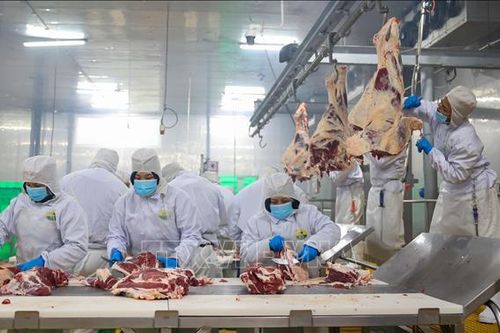 Siết kiểm soát dịch bệnh, an toàn thực phẩm từ chuỗi chăn nuôi